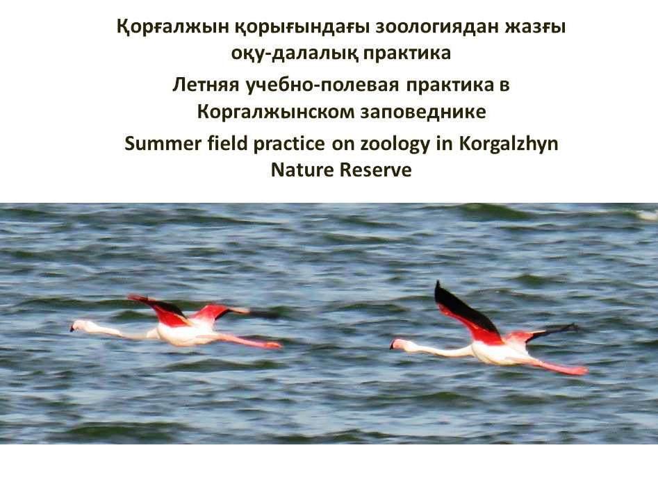 Летняя учебно-полевая практика по зоологии в Коргалжынском заповеднике